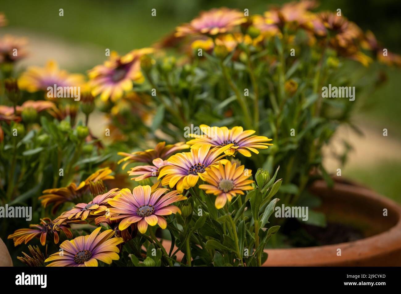 Multi coloured Osteospermum plants in pot Stock Photo