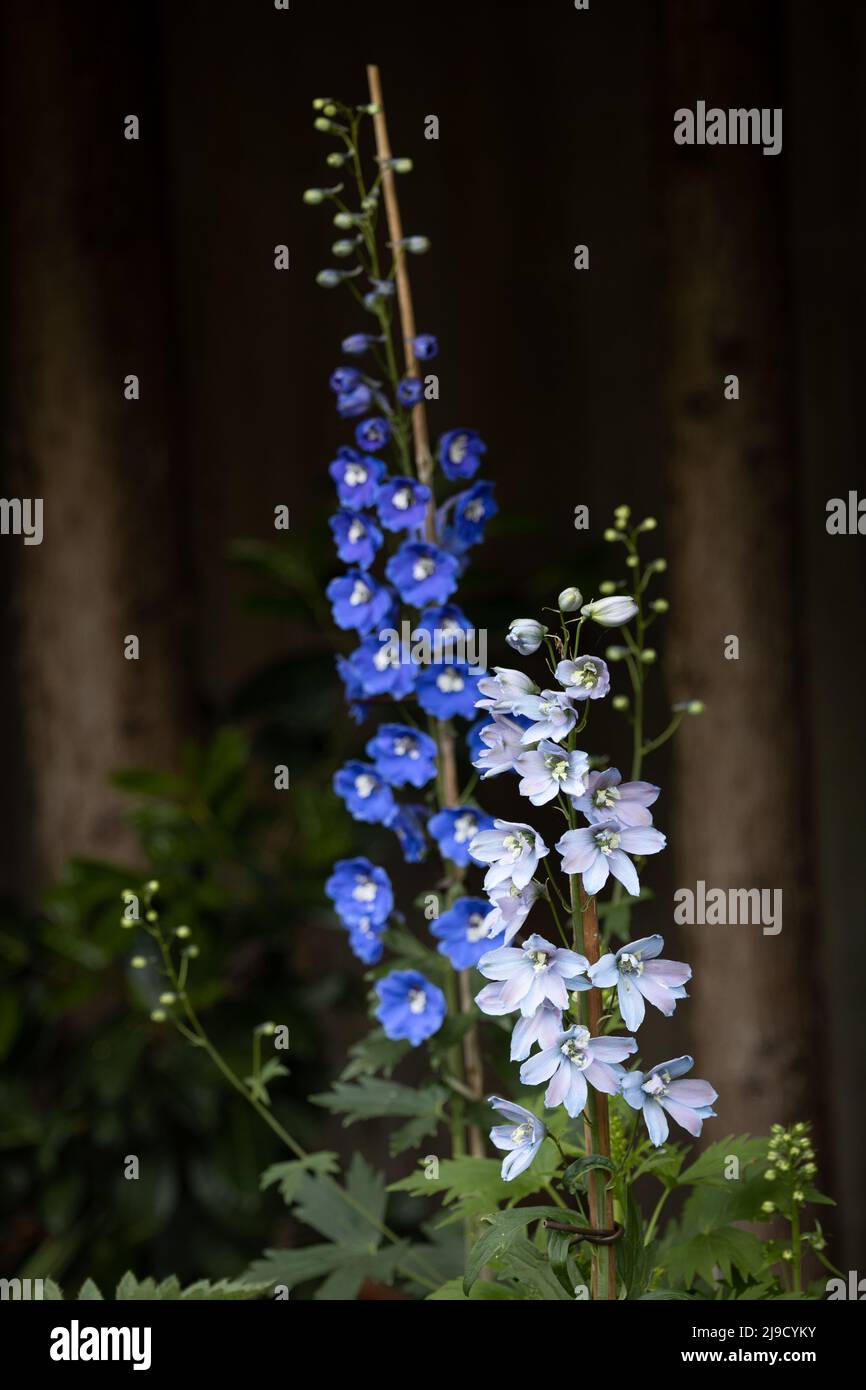 Blue delphiniums in a garden border Stock Photo