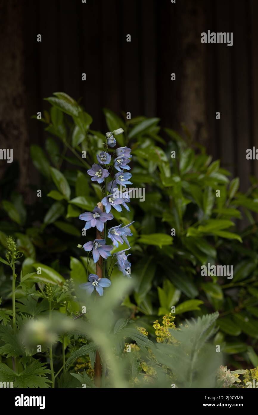 Blue delphiniums in a garden border Stock Photo