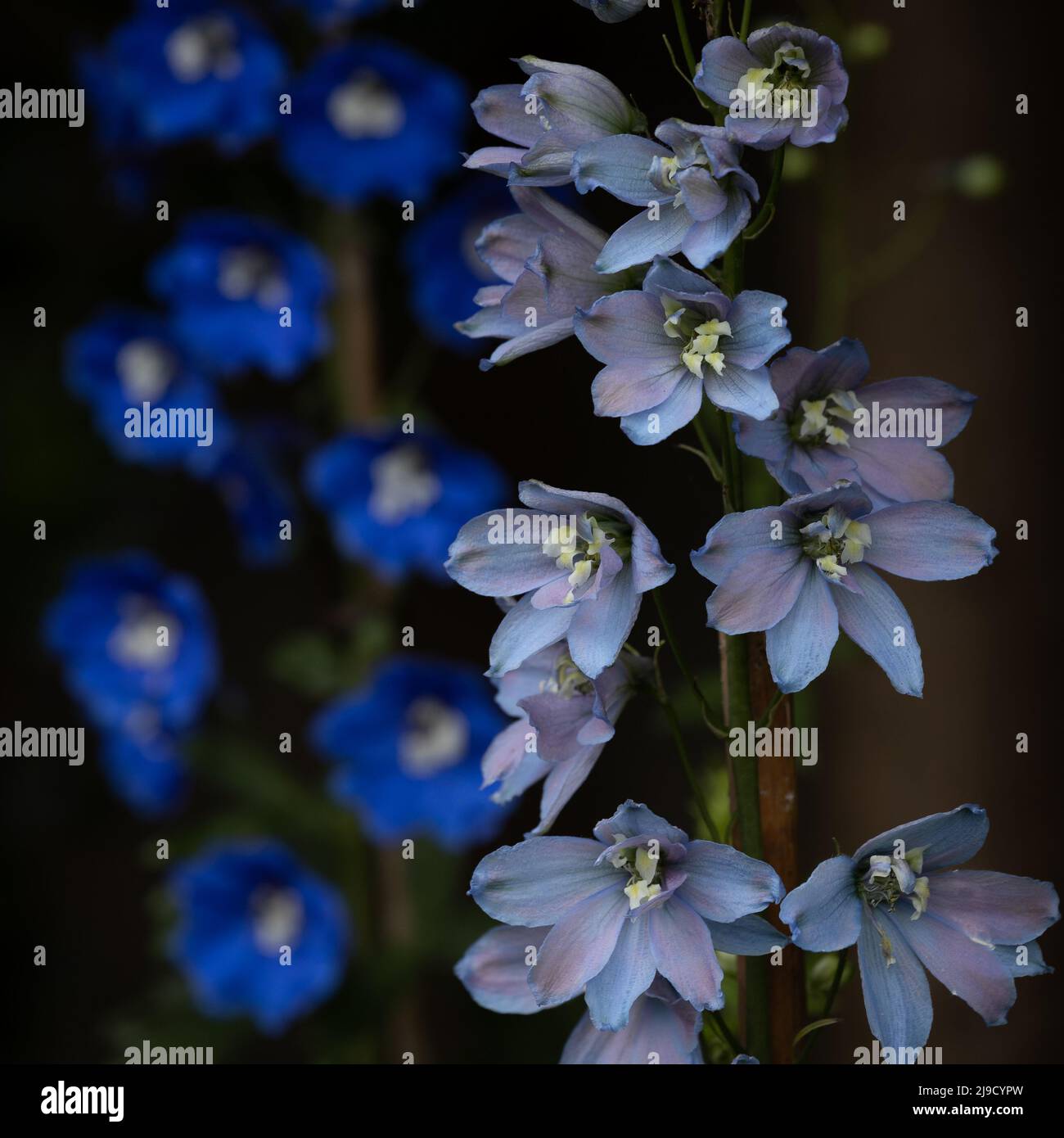 Blue delphiniums in a garden border Stock Photo