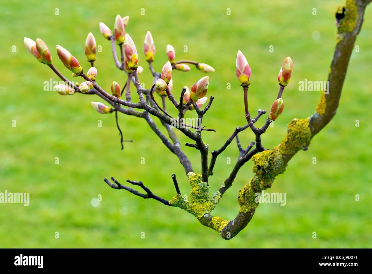 Sycamore (acer pseudoplatanus), close up of drooping branch with leaf buds on the verge of opening up, isolated against a green background. Stock Photo