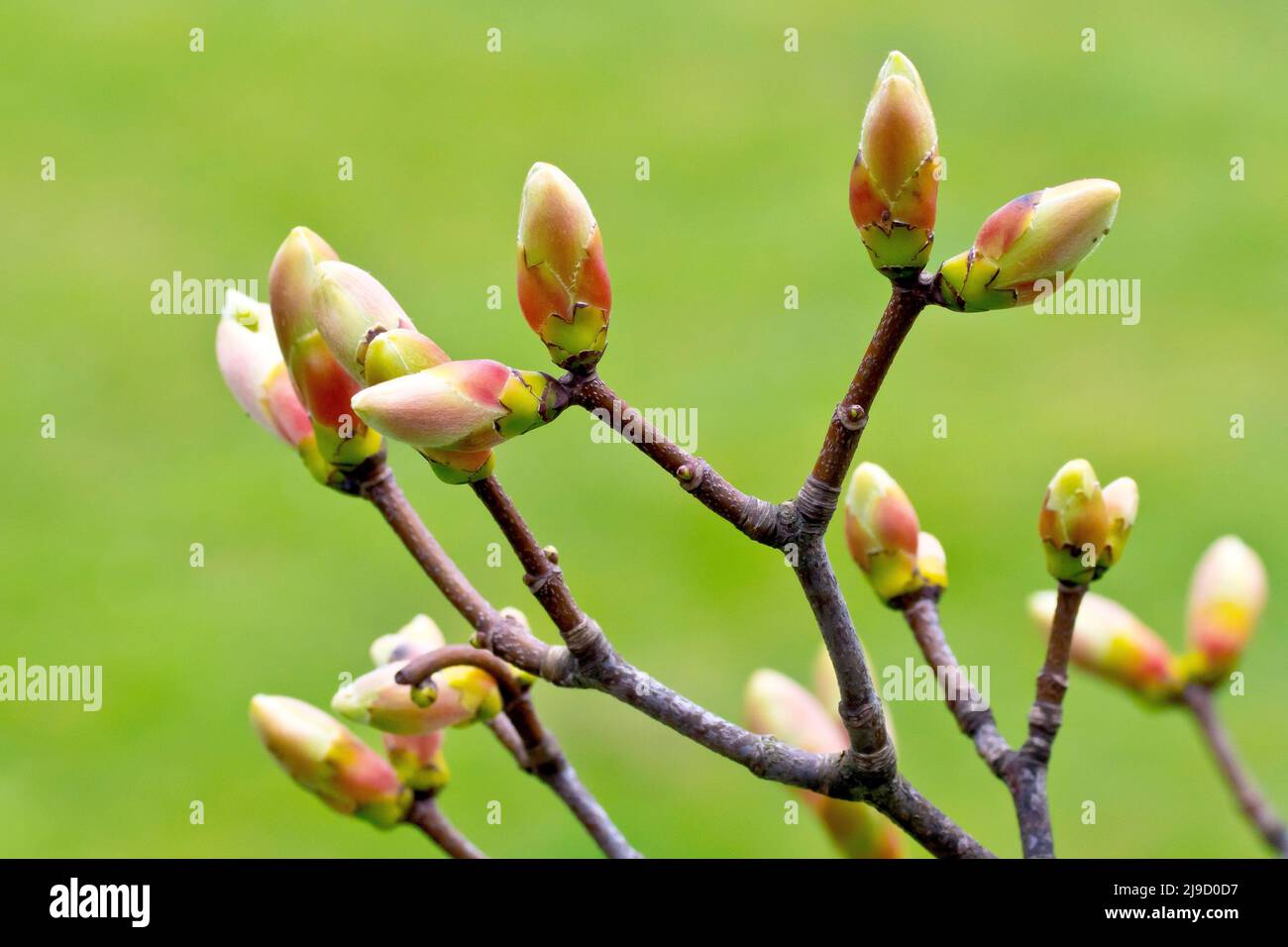 Sycamore (acer pseudoplatanus), close up of several leaf buds on the verge of opening up, isolated against a green background. Stock Photo