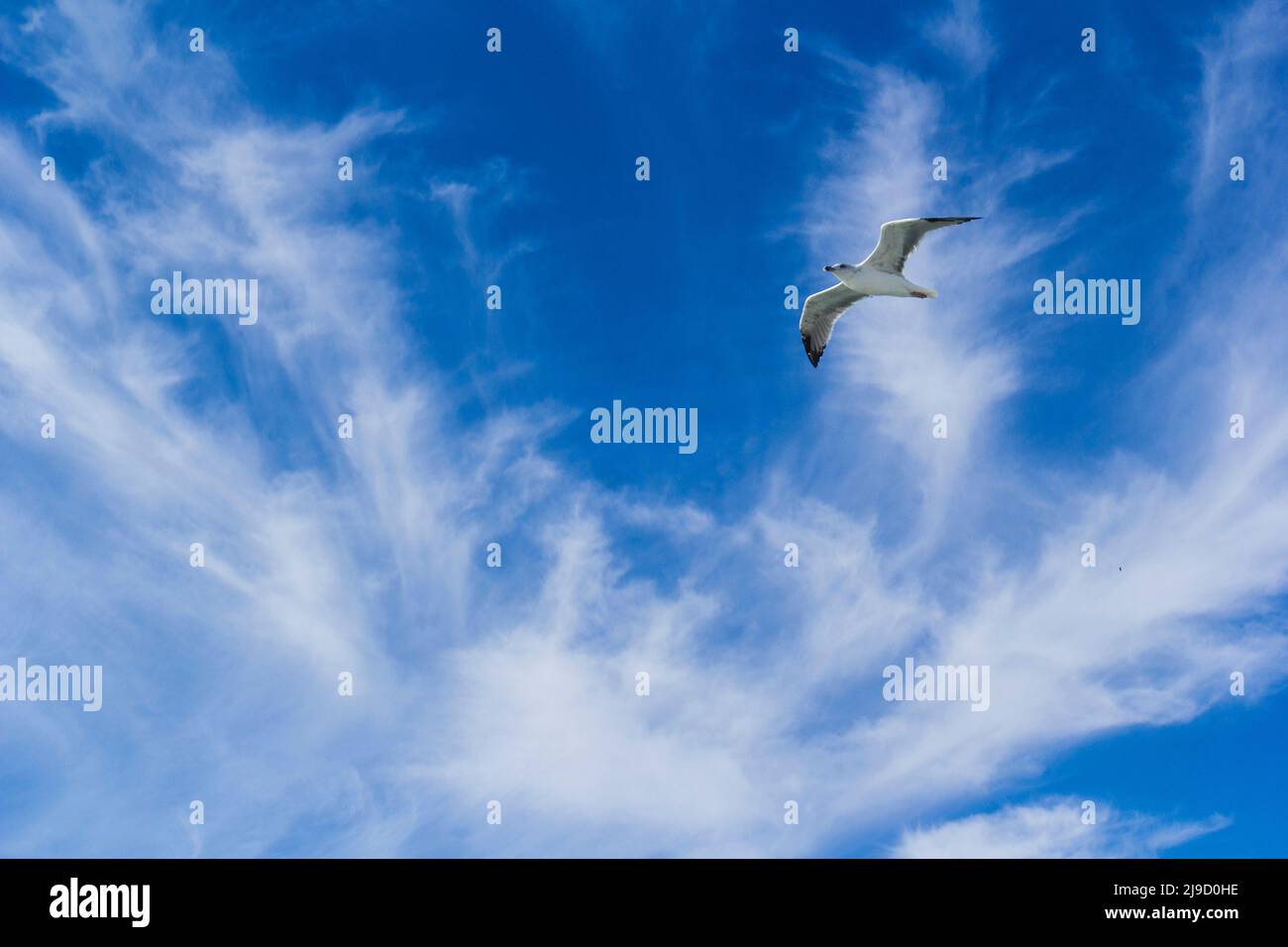 Seagull in the sky Stock Photo