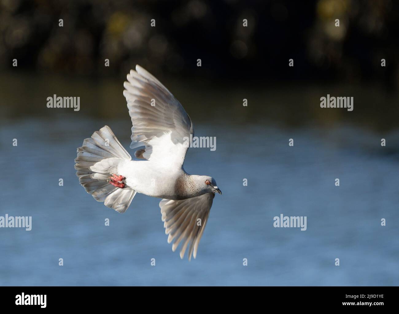 Dove in flight over the Douro River Stock Photo