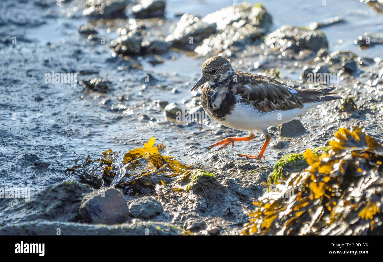 turnstone in the mud at low tide Stock Photo
