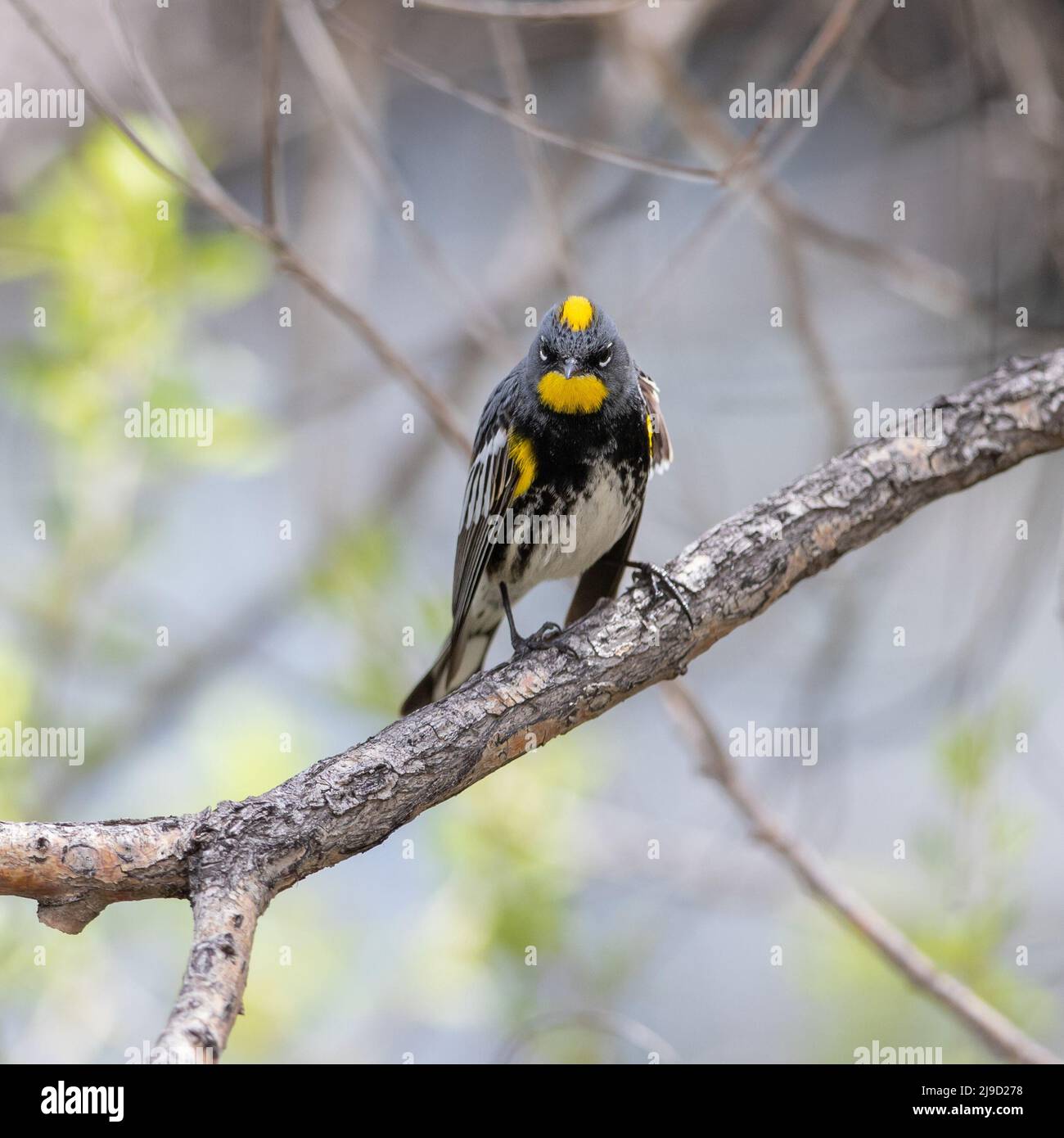 A Yellow-rumped Warbler (Audubon's), tips his head revealing the bright yellow feather cap that goes with its colorful yellow throat patch. Stock Photo
