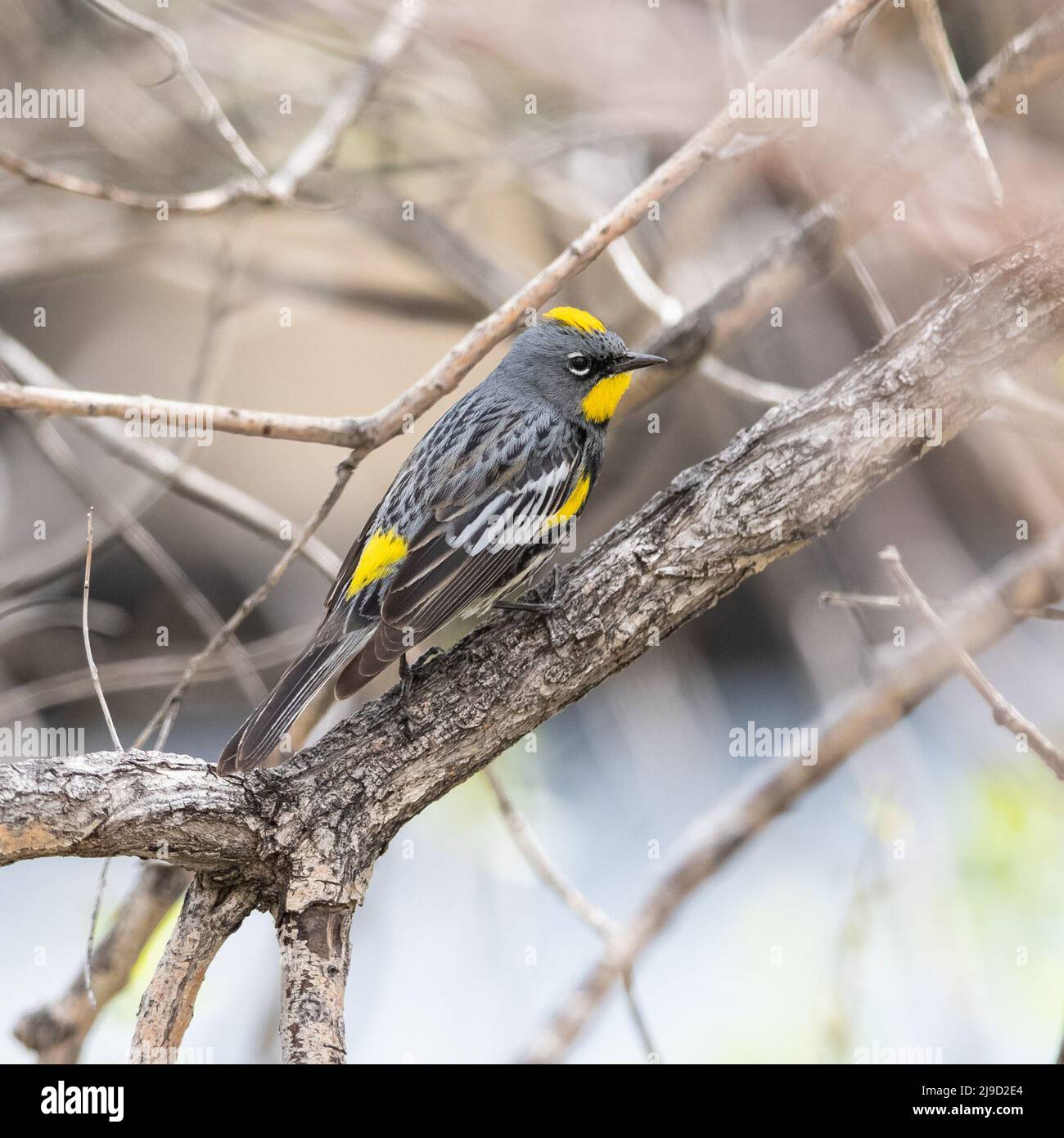 A Yellow-rumped warbler (Audubon's) at the height of the breeding season strikes a beautiful pose revealing its intricate full body feather pattern. Stock Photo