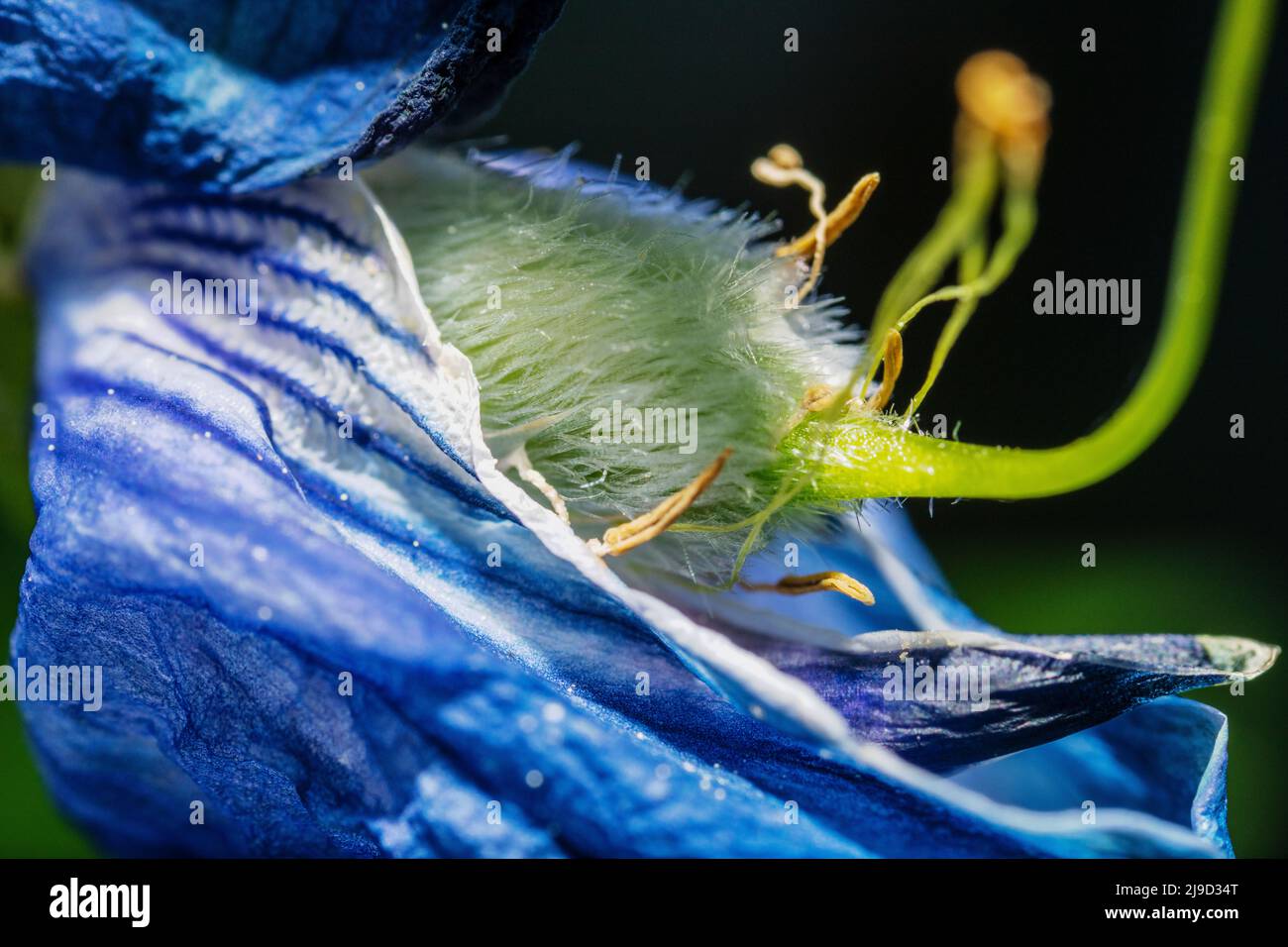 Macro of the green stamm surrounded of the blue sepals of a blue color lupinus Stock Photo