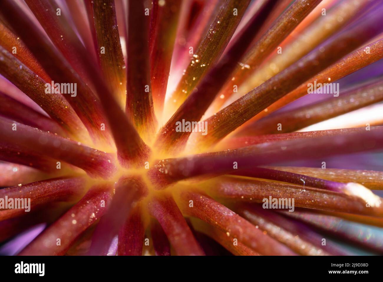 Detail view of the stamm of a blossom in inflorescent red color Stock Photo
