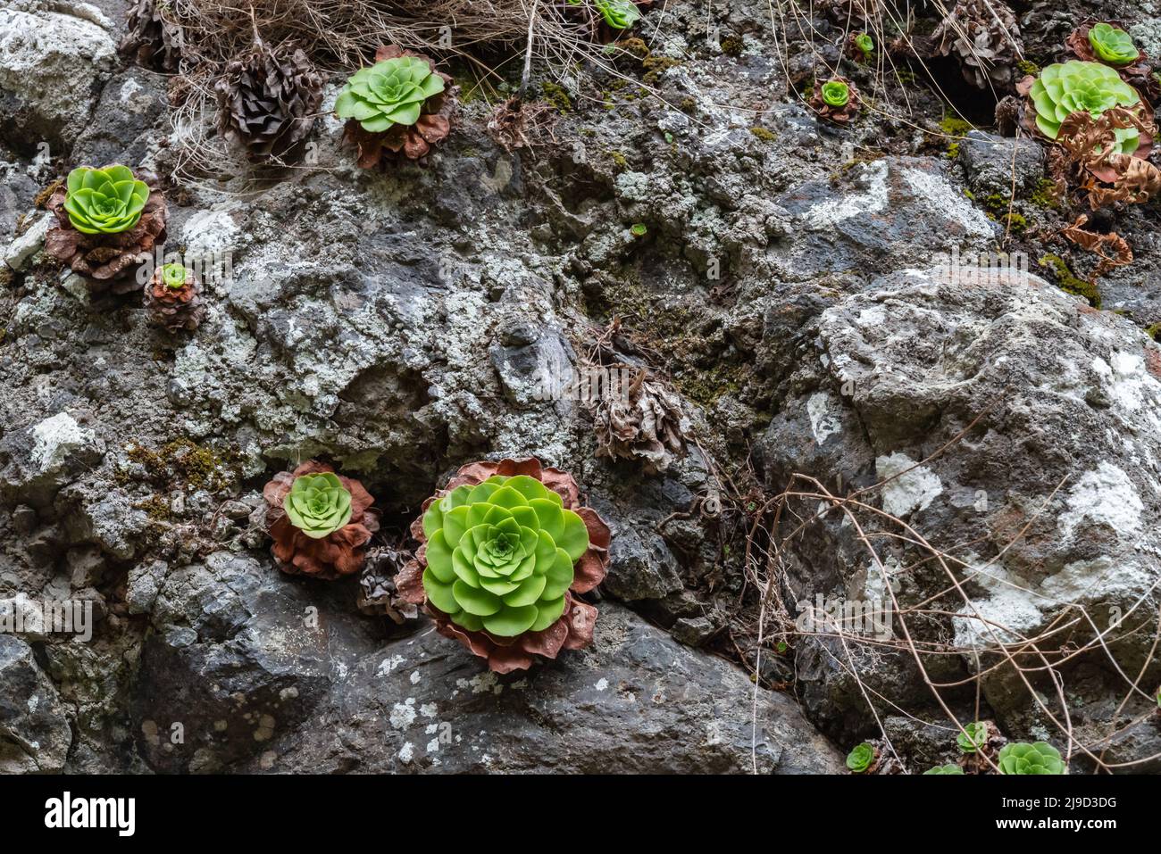 Small flowers growing on the rock walls, picture from path down to Curral da Freiras. Stock Photo