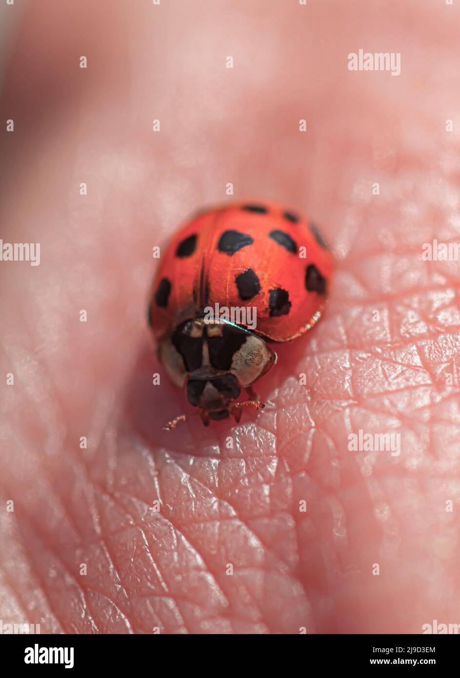 One ladybug sitting on human skin. Stock Photo