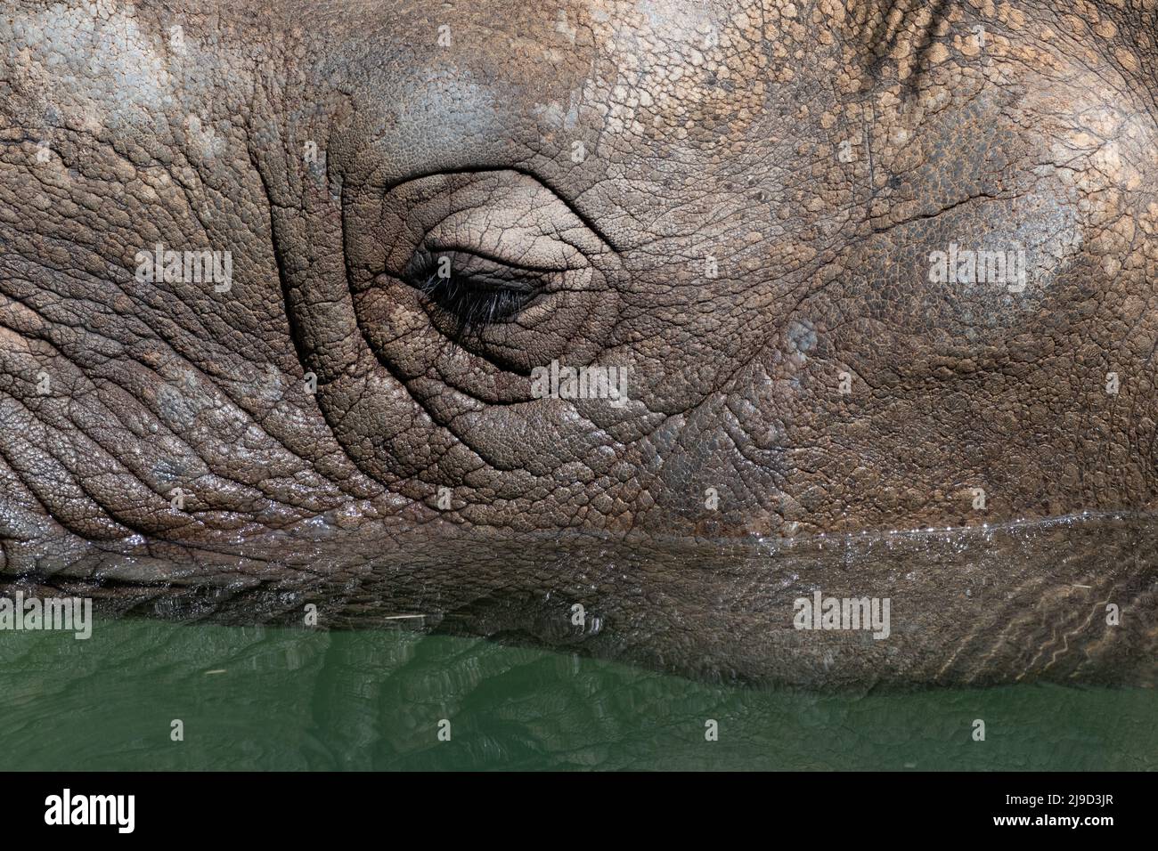 Closeup side profile of the cheek and gentle eye of a Rhinoceros showing the wrinkled texture of its skin as if relaxes and cools off in the water. Stock Photo