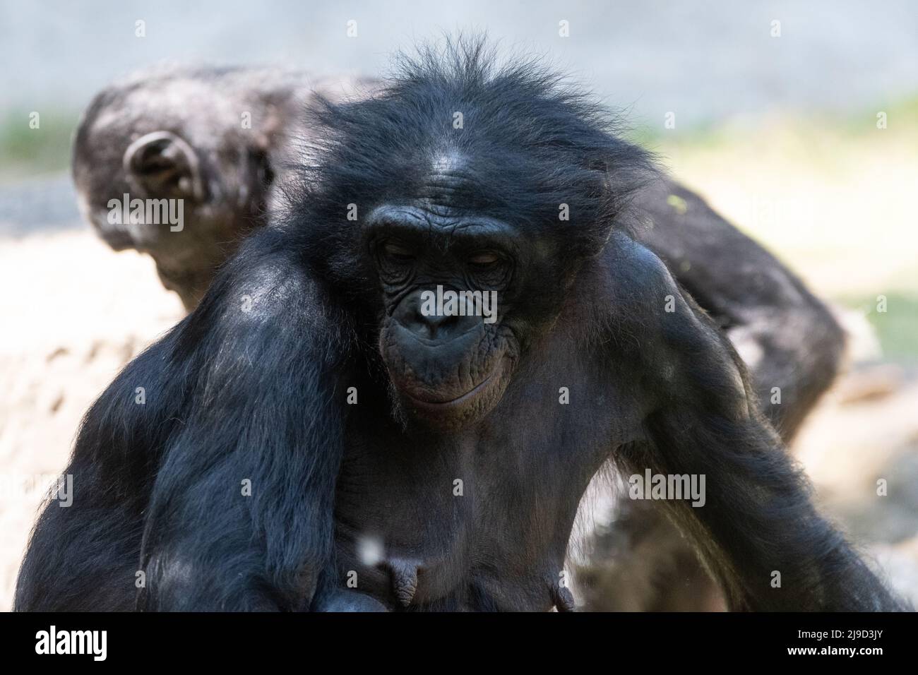 A female Bonobo, close relative of humans and chimpanzees, with crazy looking hair hanging out with other members of her troop on a sunny day. Stock Photo