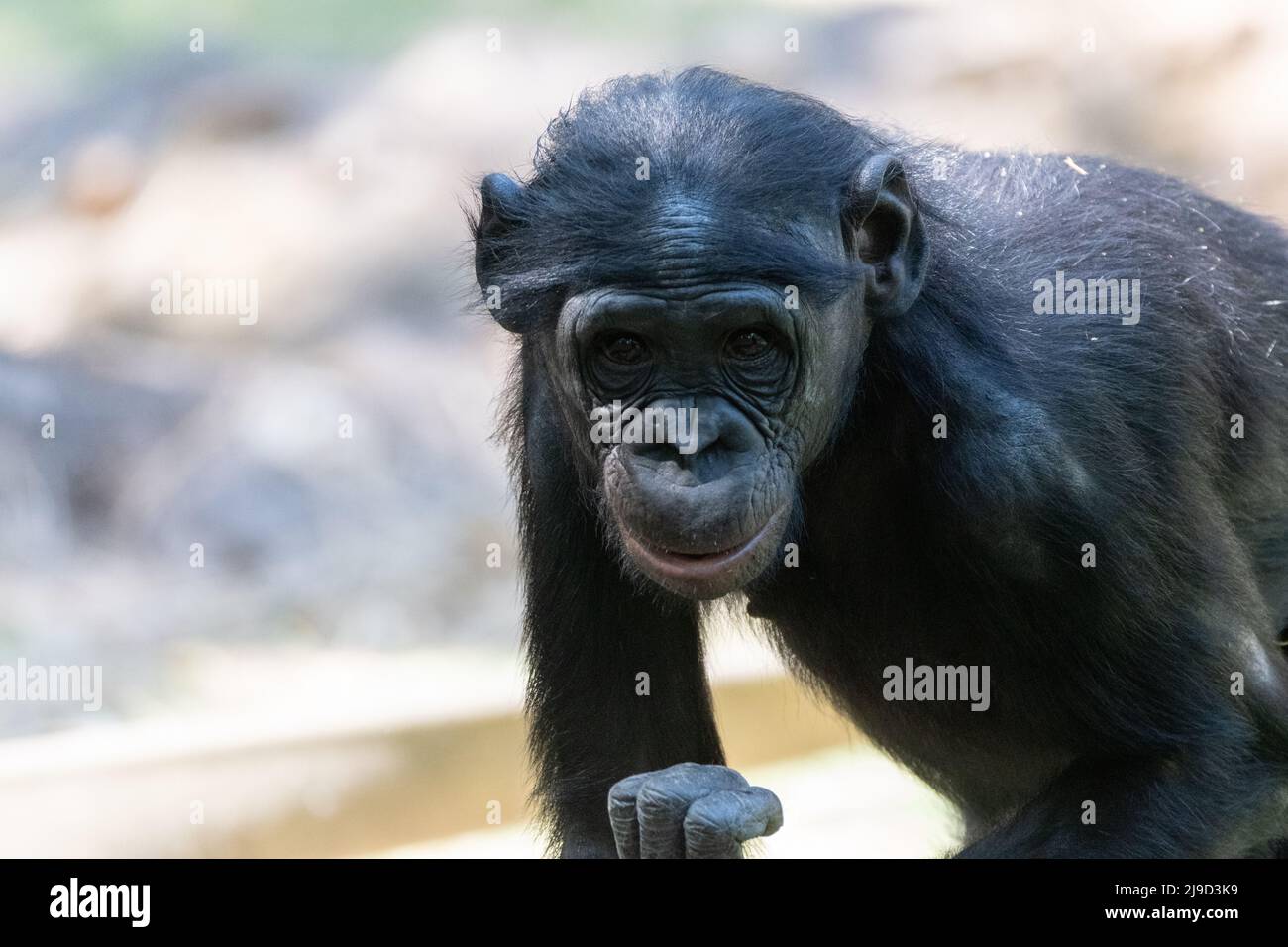 A cute juvenile Bonobo, close relative to humans and chimpanzees, staring at the camera with a look of curiosity on its face. Stock Photo