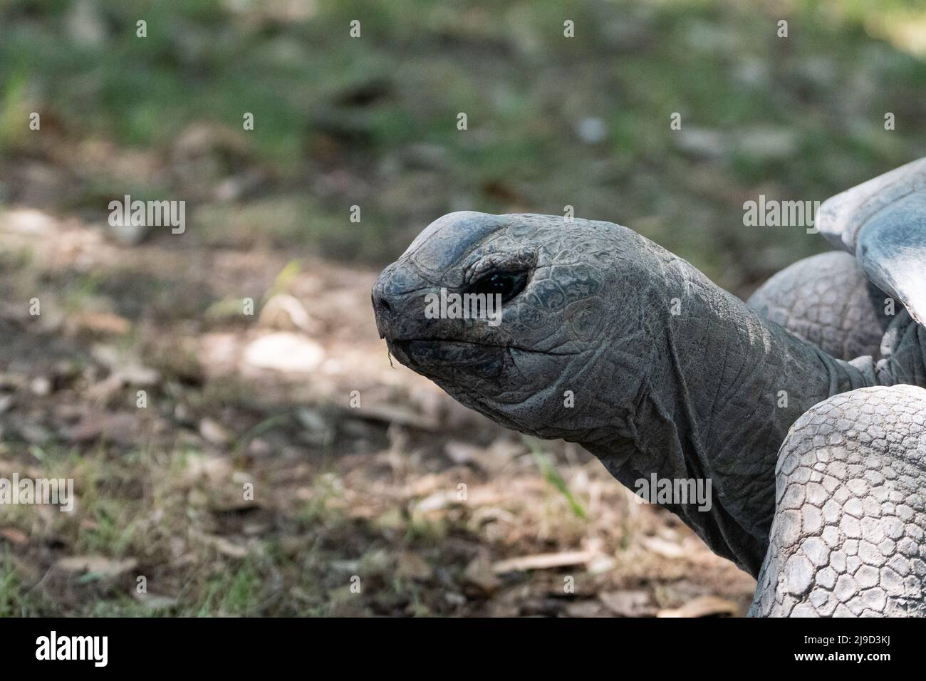 Closeup profile of the head of a Galapagos Tortoise as it slowly walks across a meadow. Stock Photo
