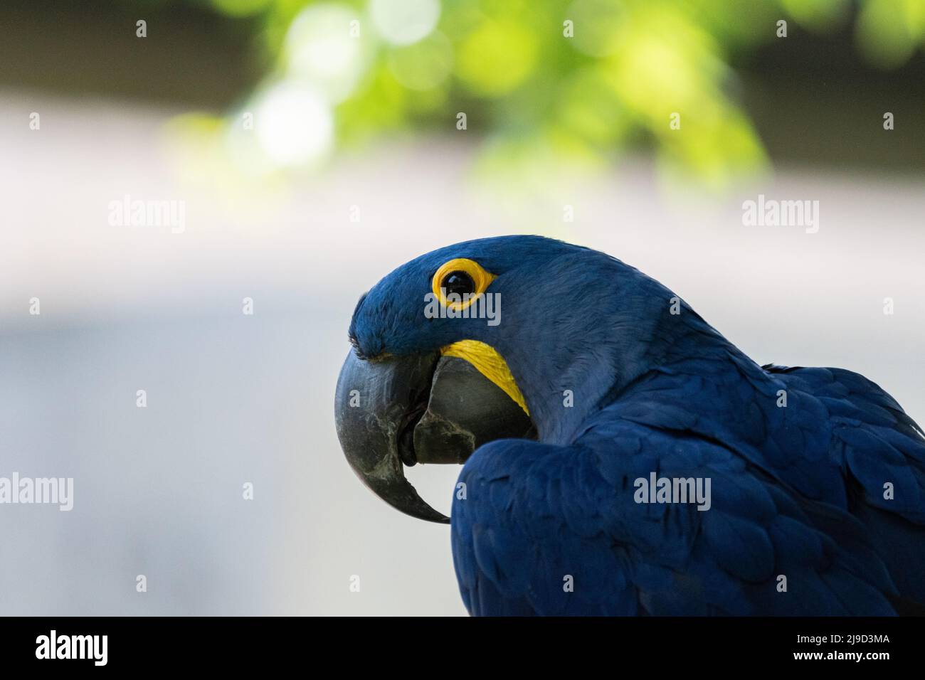 Closeup profile of a beautiful blue and yellow Hyacinth Macaw showing off its large, curved beak as it turns its head to look to the side. Stock Photo
