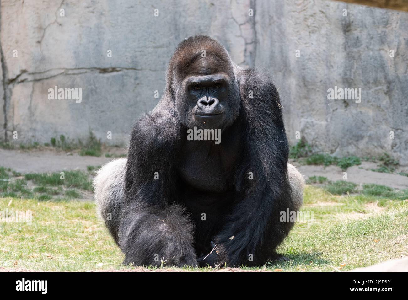 A large, male, silver back Gorilla sitting in the grass near a rock wall and staring at the camera with an intimidating smirk on its face. Stock Photo