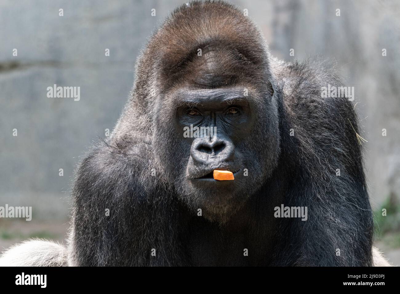 A male, silver back Gorilla staring intently into the camera as it holds a piece of a carrot in its mouth. Stock Photo