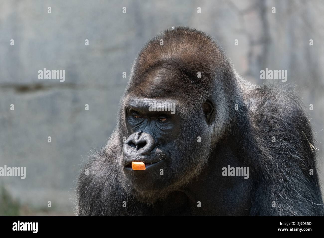 A large, intimidating, silver back Gorilla looking intently off to the side while chewing on a piece of a carrot in its mouth. Stock Photo