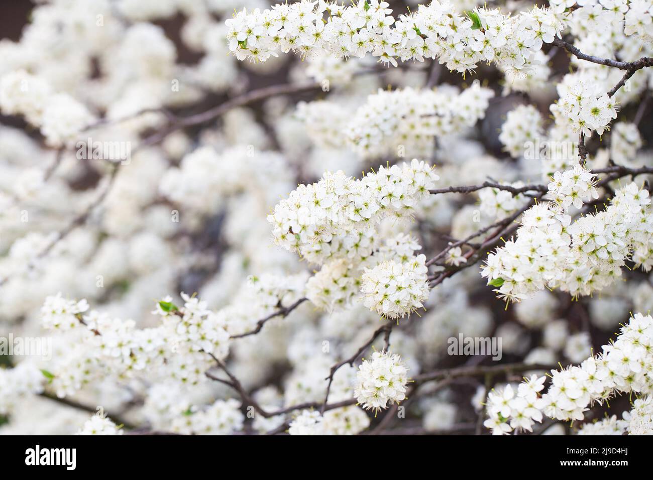 White tree blossom in springtime. tender flowers bathing in sunlight. Beautiful cherry blossom sakura. Blooming tree in spring, internet springtime ba Stock Photo