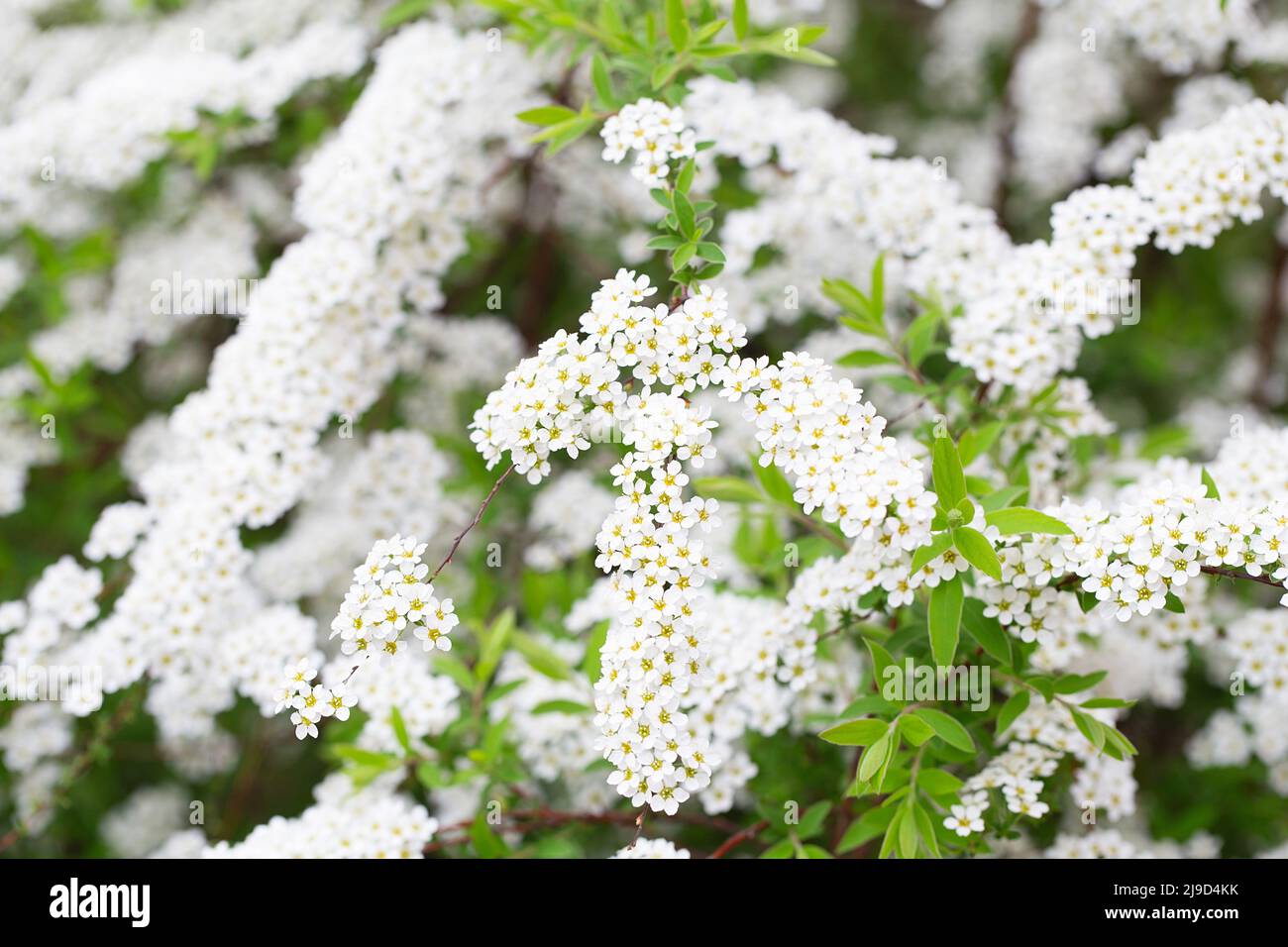 Blossom of Spirea nipponica Snowmound in springtime. White flowers of spirea in garden. Decorative flowering shrubs for landscape design. Spring flora Stock Photo