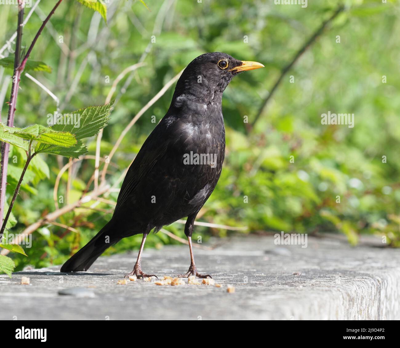Close up of an adult male Blackbird, Turdus merula, standing on a wall next to green foliage, on a bright sunny day. Stock Photo