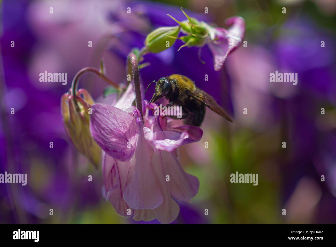 A bumble bee eats nectar and pollen on flowers. Botanical Garden Flora Stock Photo