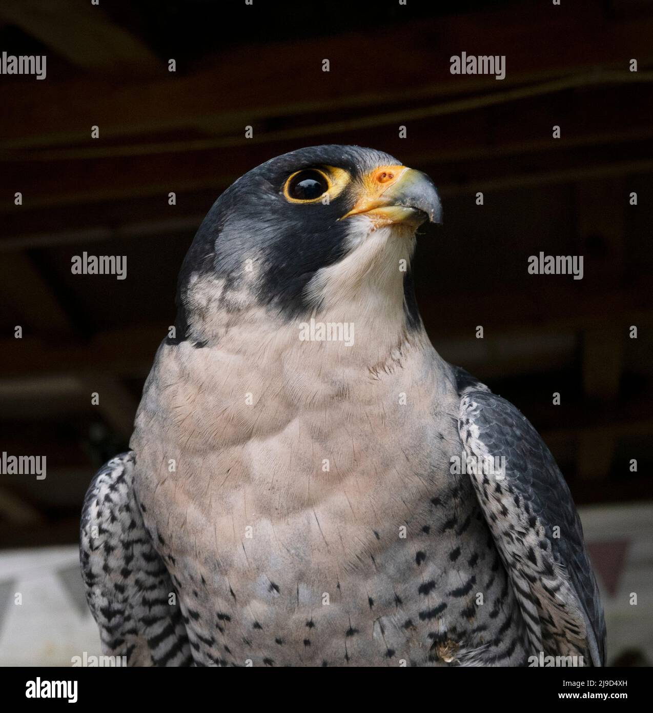 The fastest animal on earth in a dive, the king of hawking, the Peregrine Falcon the supreme hunter Stock Photo