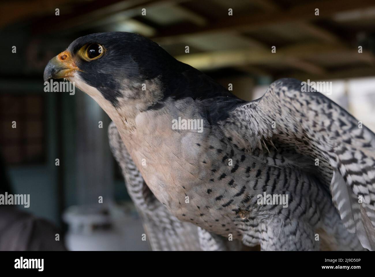 The fastest animal on earth in a dive, the king of hawking, the Peregrine Falcon the supreme hunter Stock Photo