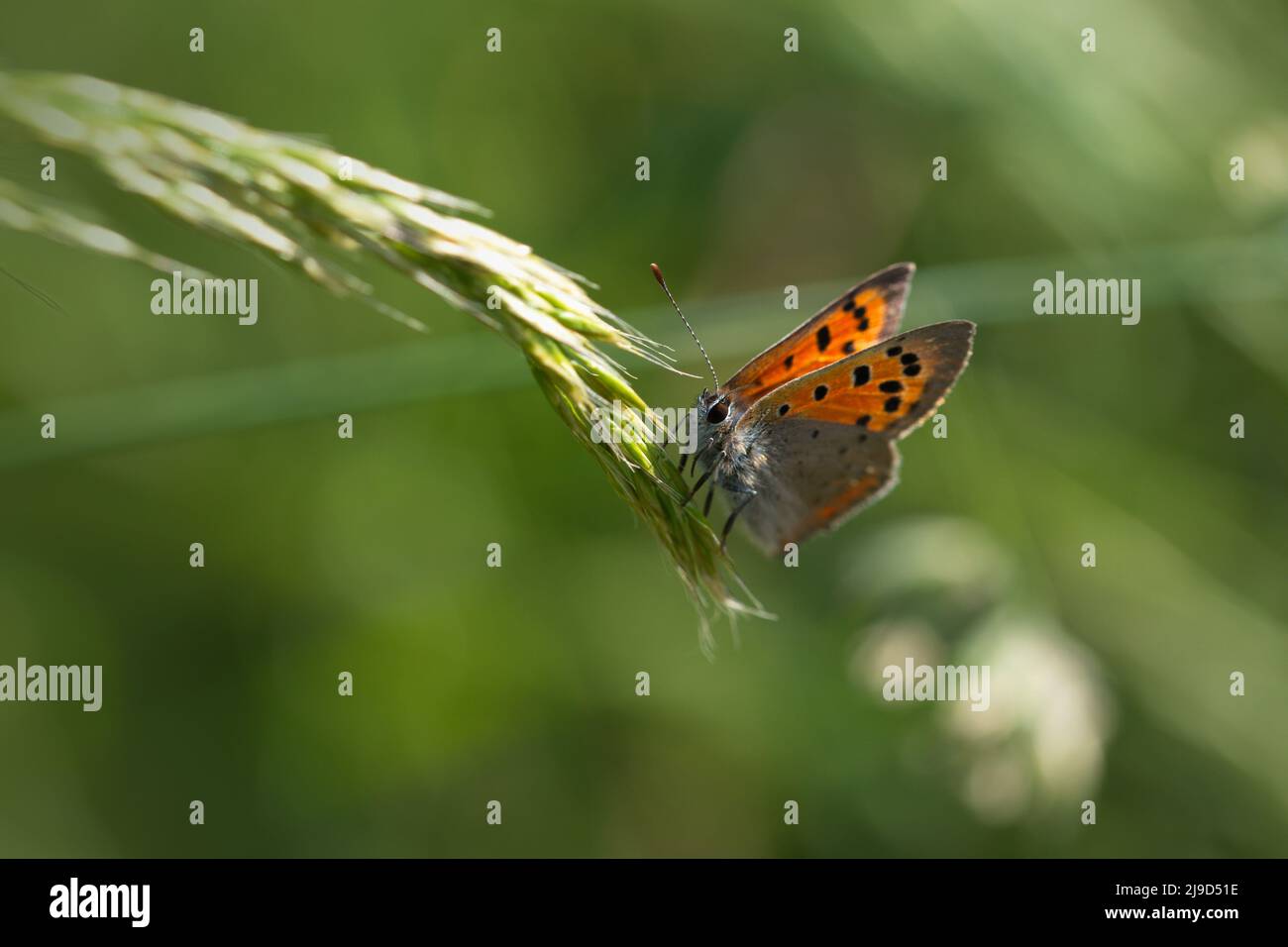Macro photography of a butterfly in summer Stock Photo