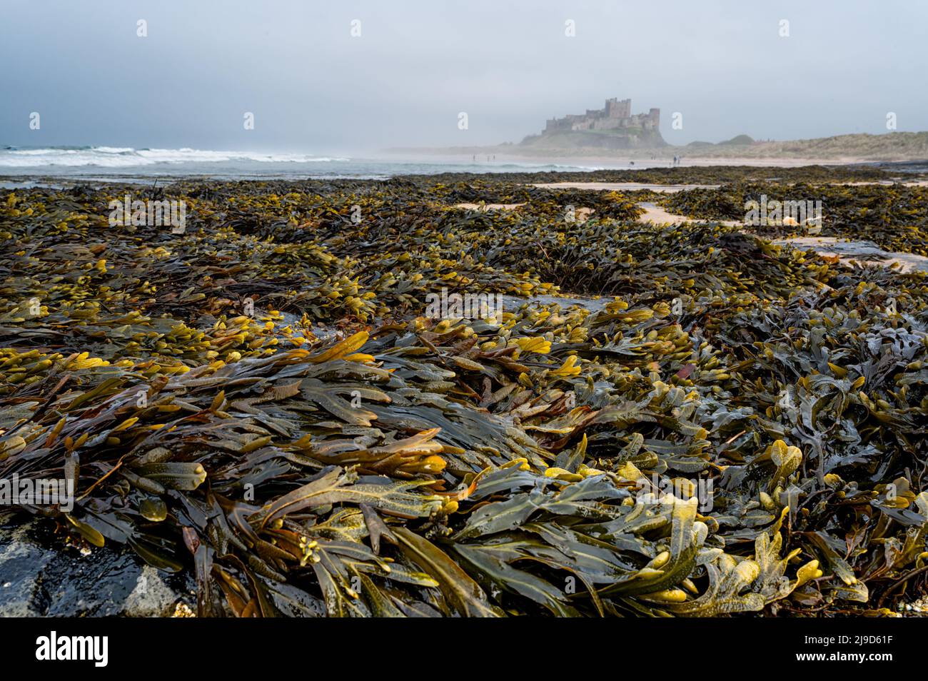 Distant landscape view of Bamburgh castle with incoming tide and sea mist in Northumberland. Stock Photo