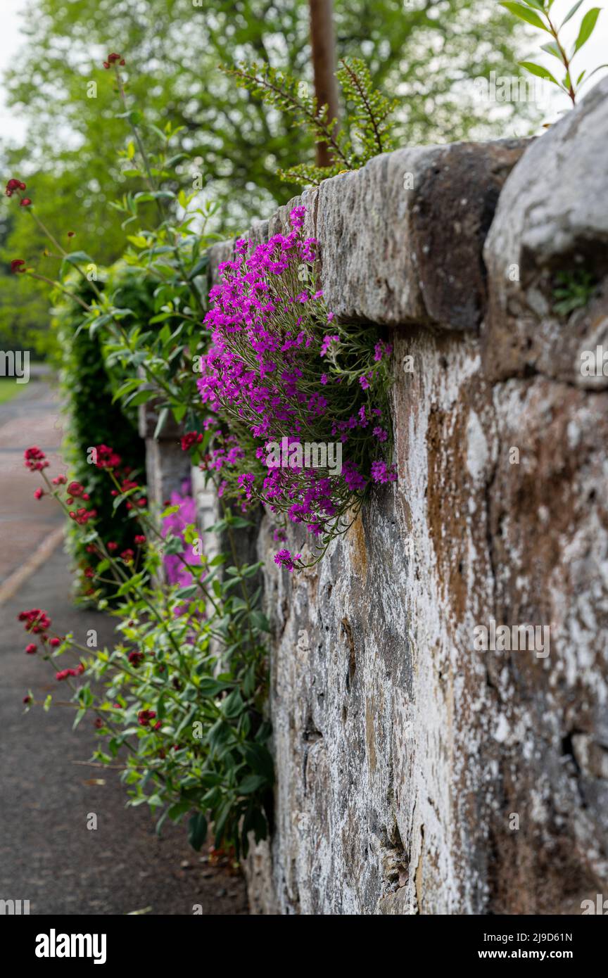 Wall growing Thyme in the pretty village of Ford in Northumberland, UK