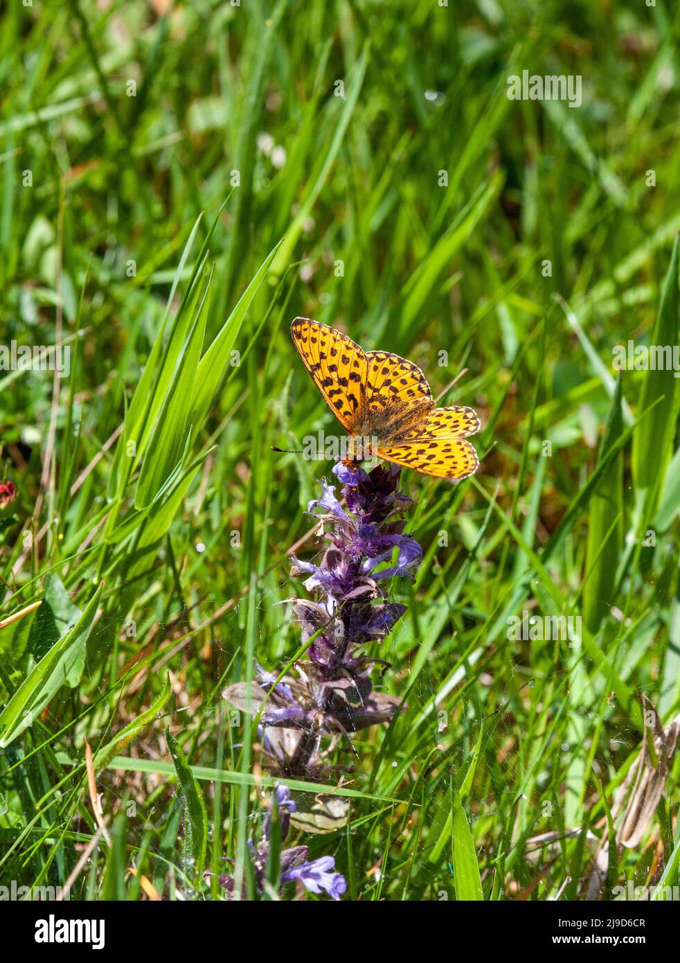 Pearl-bordered Fritillary Boloria euphrosyne butterfly in the Wyre Forest woodland nature reserve Worcestershire England UK Stock Photo