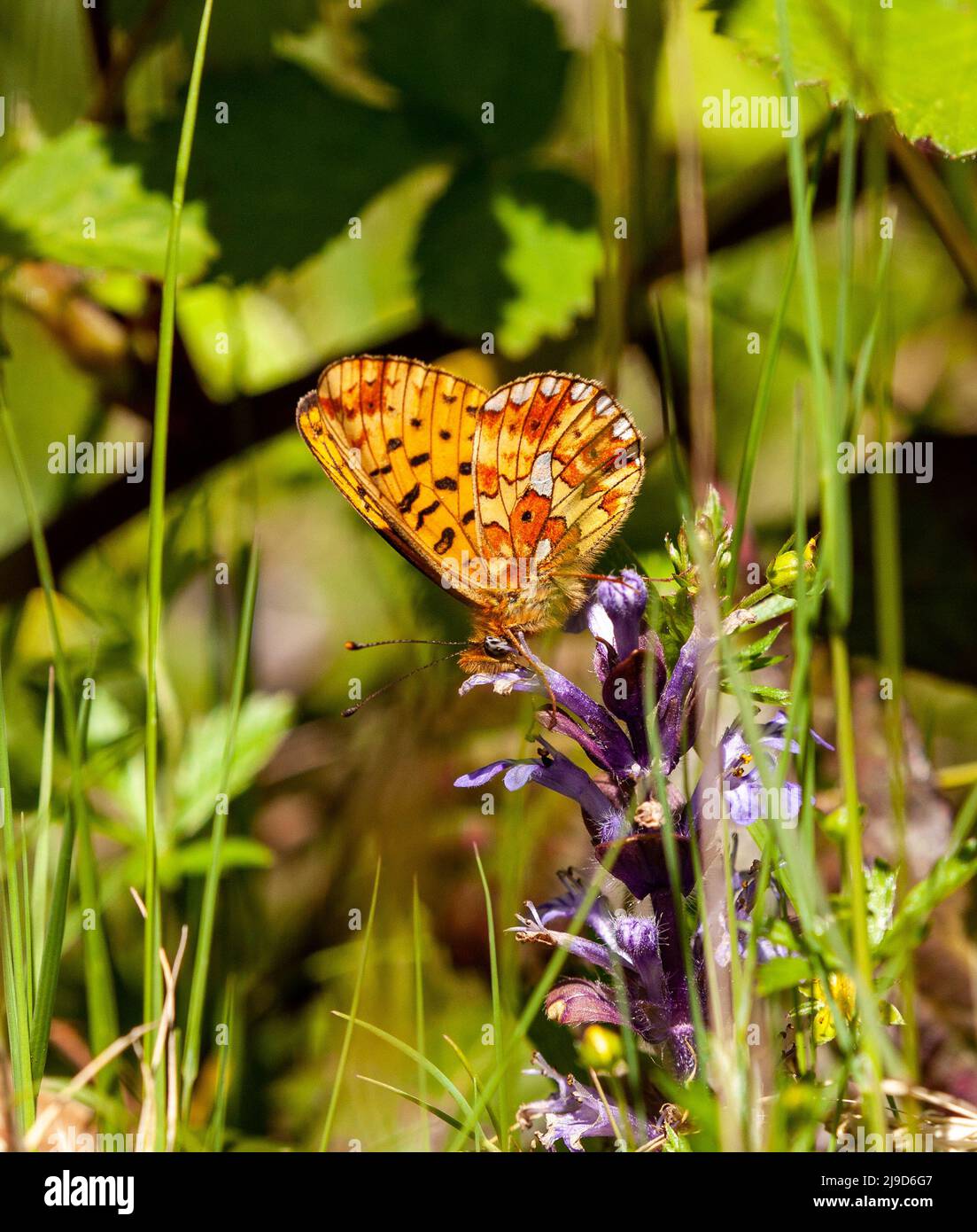 Pearl-bordered Fritillary Boloria euphrosyne butterfly in the Wyre Forest woodland nature reserve Worcestershire England UK Stock Photo