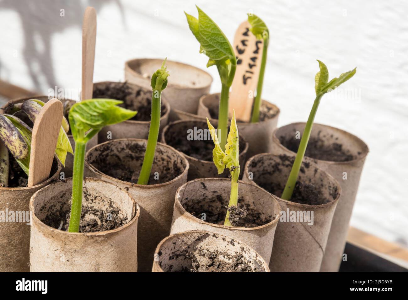 Greek Gigantes beans growing on a window sill in old toilet roll tubes before being planted out. Stock Photo