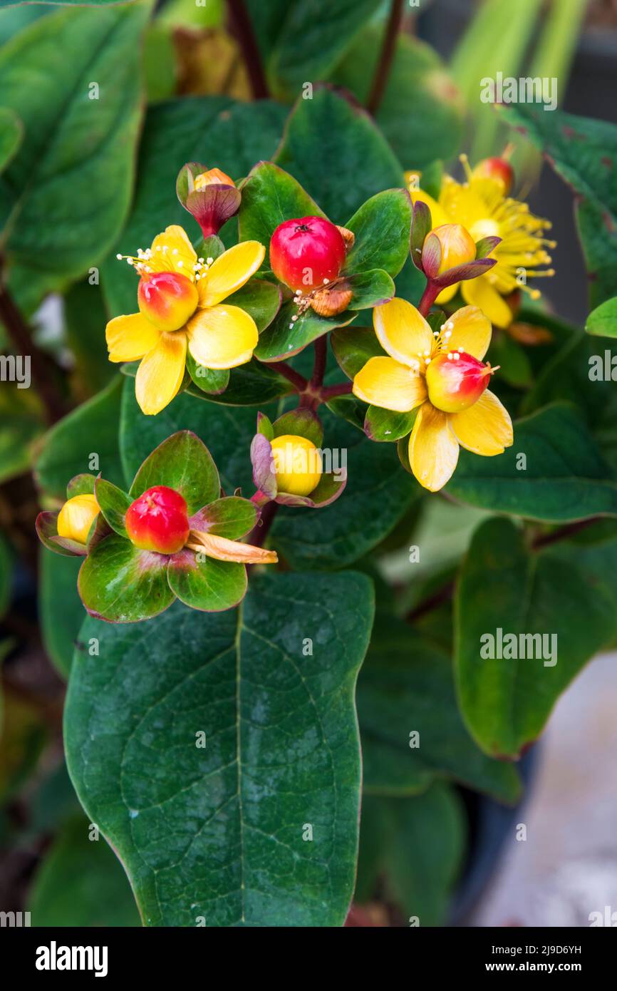 Hypericum × inodorum Magical Lightning.  Berries are changing from yellow to red - they will eventually become black. Stock Photo