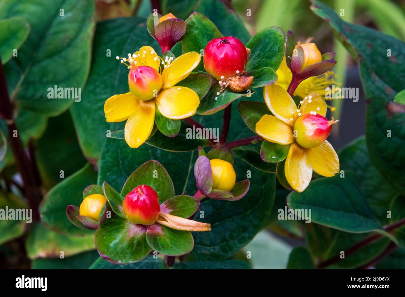 Hypericum × inodorum Magical Lightning.  Berries are changing from yellow to red - they will eventually become black. Stock Photo