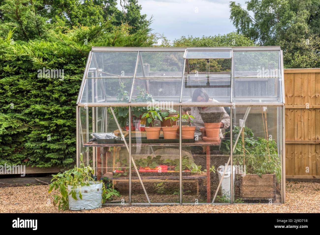 Woman working in small greenhouse in her garden. Stock Photo
