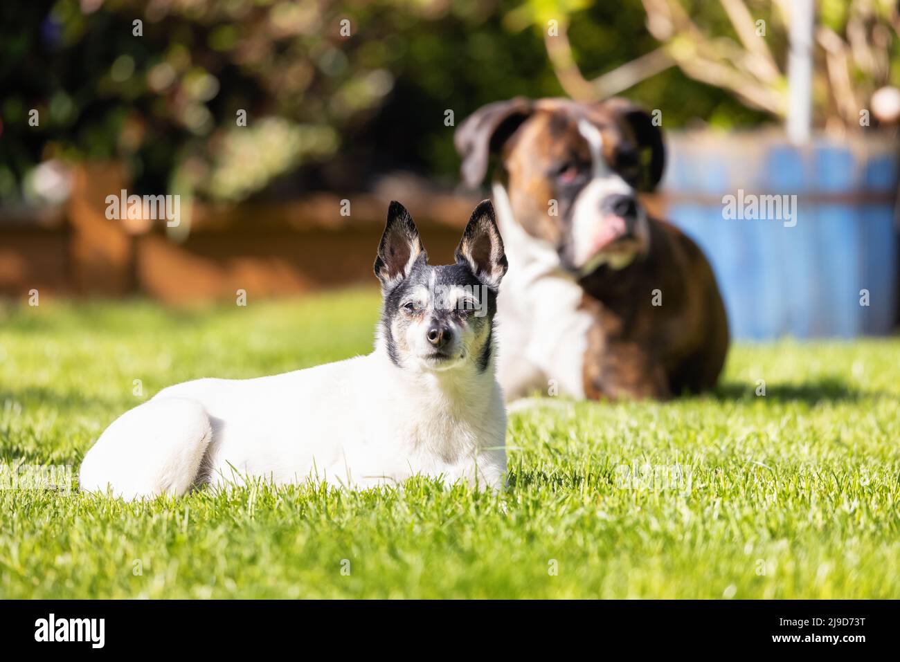 Adorable Toy Fox Terrier Dog and Boxer relaxing on grass outside. Stock Photo