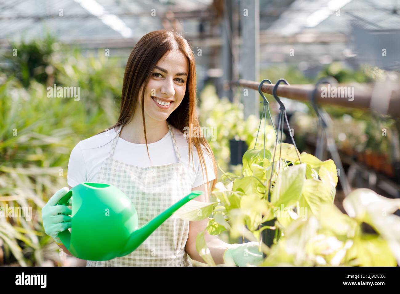 A young woman stands in the middle of a large greenhouse and pours pots ...