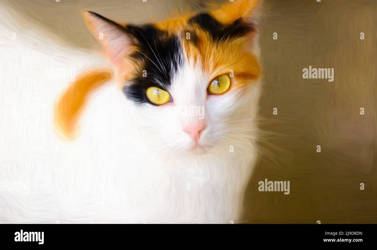 Calico cat eyes cheap