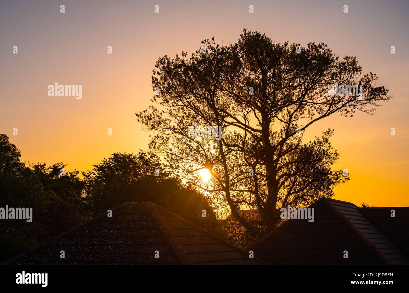Morning sunrise or dawn sunrise through trees with house rooftops on a clear Spring morning in West Sussex, England, UK. Sun rising in Spring. Stock Photo