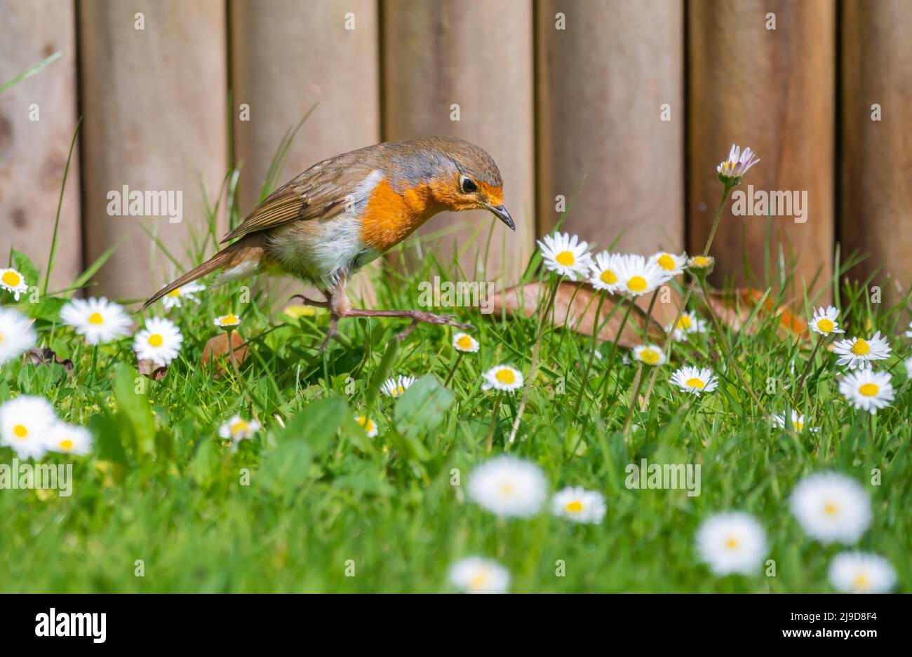 European Robin Redbreast (Erithacus rubecula) on grass in Spring in West Sussex, England, UK. Stock Photo