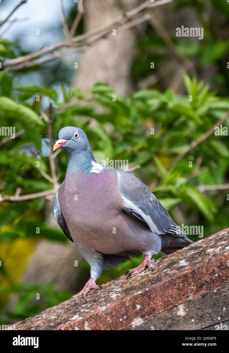 Wood pigeon (Columba palumbus) perched on a rooftop in Spring in West Sussex, England, UK. Woodpigeon perching. Stock Photo