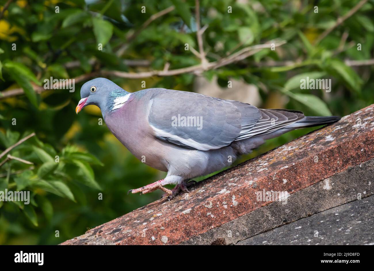 Wood pigeon (Columba palumbus) perched on a rooftop in Spring in West Sussex, England, UK. Woodpigeon perching. Stock Photo