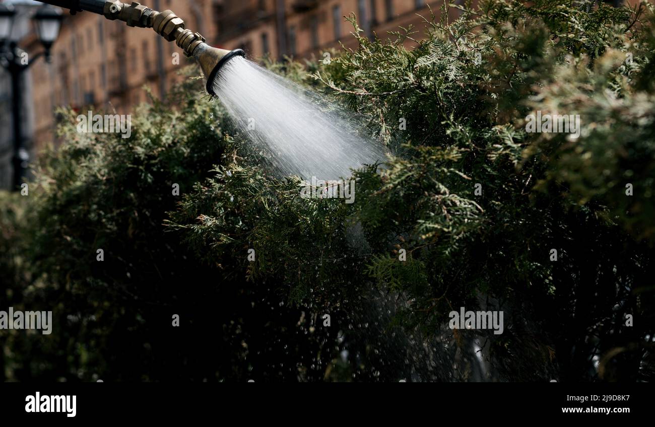 care of green plants. machine watering. water splashes fly from the