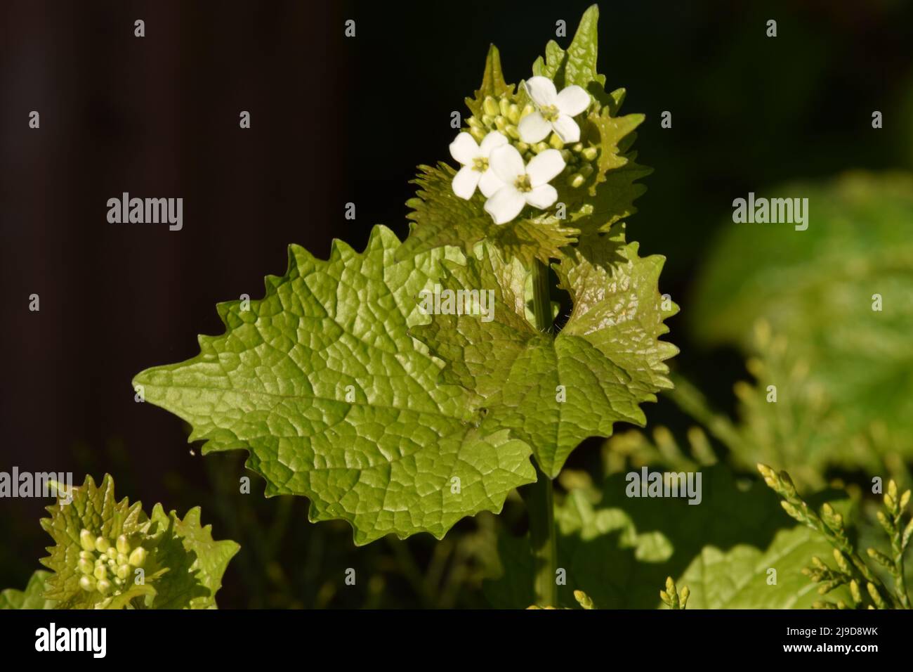 wild garlic mustard Stock Photo Alamy