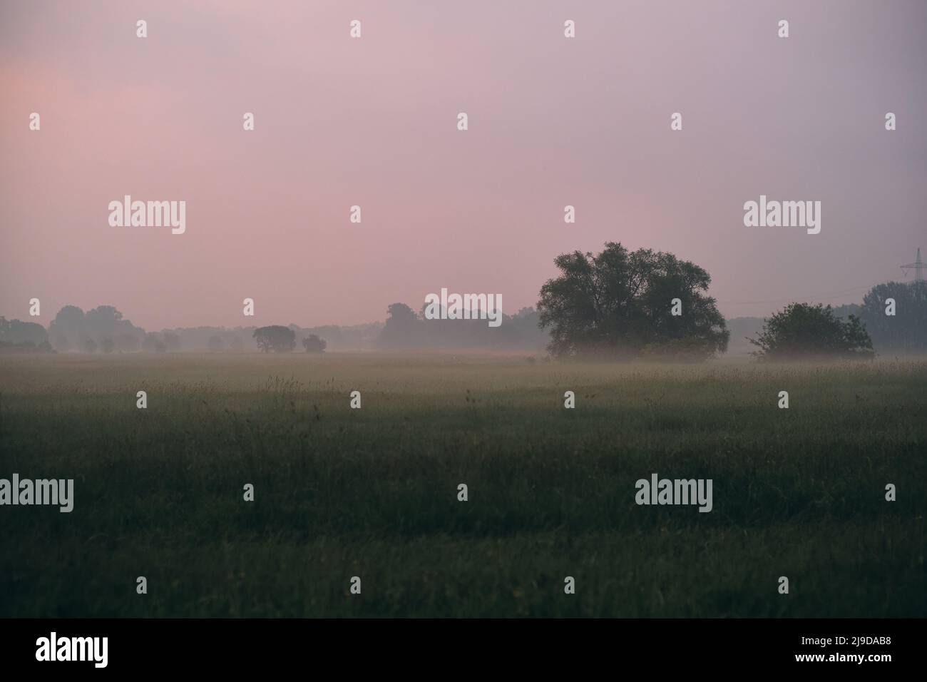 Fog landscape with tree hi-res stock photography and images - Alamy
