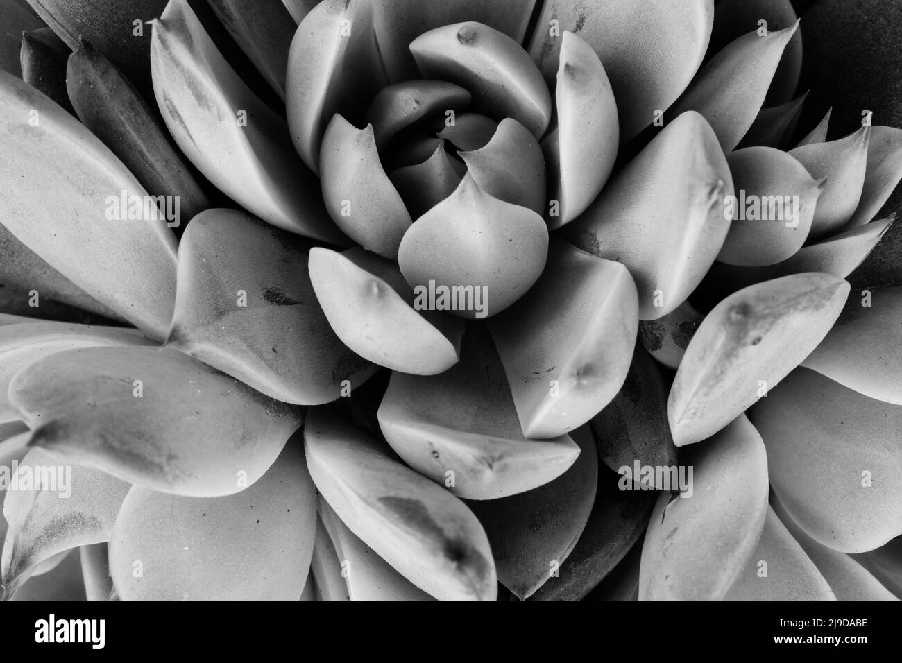 Succulent Echeveria, close-up. Macro fresh echeveria plant. Succulent rosette shot at close range for poster, calendar, post, screensaver, wallpaper Stock Photo