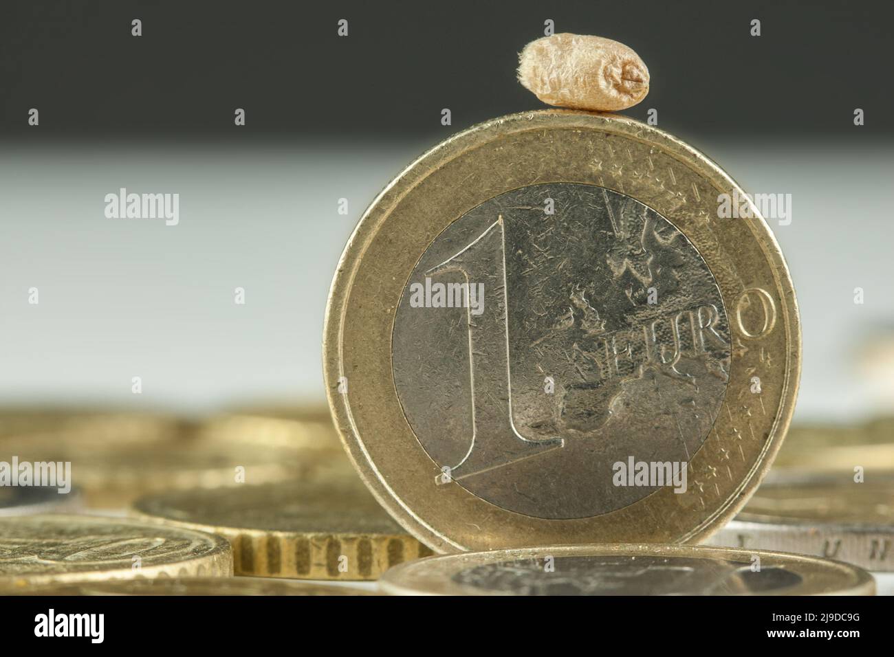 A grain of wheat lies on a standing euro coin. Grain prices continue to rise steeply. Stock Photo